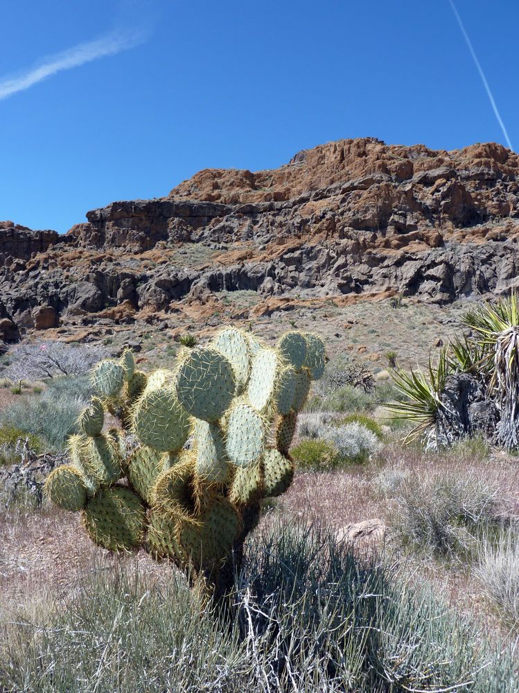 Mojave reserve (21).JPG
